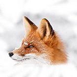 thumbnail_star_fox01_Ð½Ð¾Ð²ÑÐ¹ ÑÐ°Ð·Ð¼ÐµÑ.jpg