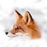 thumbnail_star_fox01_Ð½Ð¾Ð²ÑÐ¹ ÑÐ°Ð·Ð¼ÐµÑ.jpg